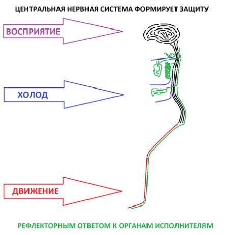 центральная нервная система рефлекторно отвечает на внешние воздействия